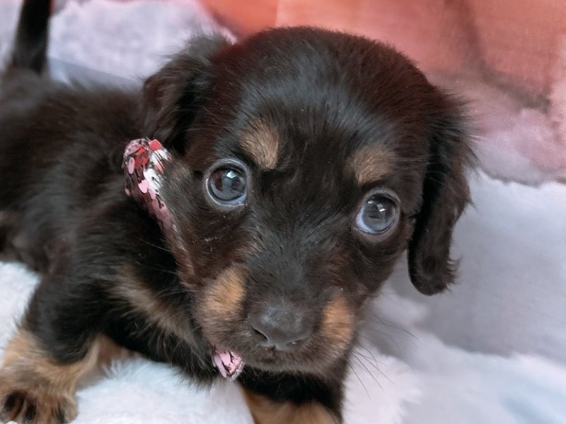 愛知県のミニチュアダックスフンド(ロング) (ワンラブカインズ豊田四郷店(FC)/2025年9月17日生まれ/女の子/ブラックタン)の子犬の1枚目の画像