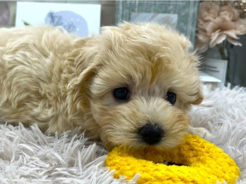 静岡県のマルプー(マルチーズ×プードル) (ワンラブカインズ掛川店(FC)/2025年9月12日生まれ/男の子/アプリコット)の子犬の1枚目の画像