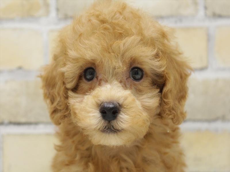 福岡県のトイプードル(トイ) (ワンラブ福岡総本店/2025年9月15日生まれ/男の子/レッド)の子犬の1枚目の画像