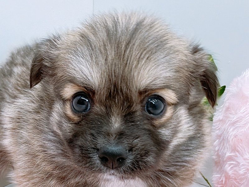 愛知県のチワックス(チワワ×ダックス) (ワンラブペッツビレッジ アピタ木曽川店(FC)/2025年9月20日生まれ/男の子/レッド)の子犬の1枚目の画像