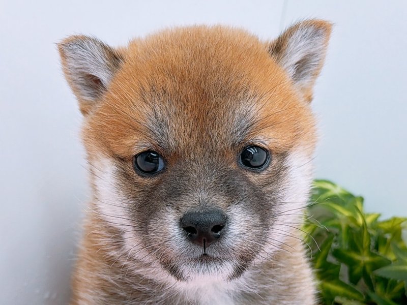 愛知県の豆柴 (ワンラブカインズ小牧店(FC)/2025年9月20日生まれ/女の子/赤)の子犬の1枚目の画像