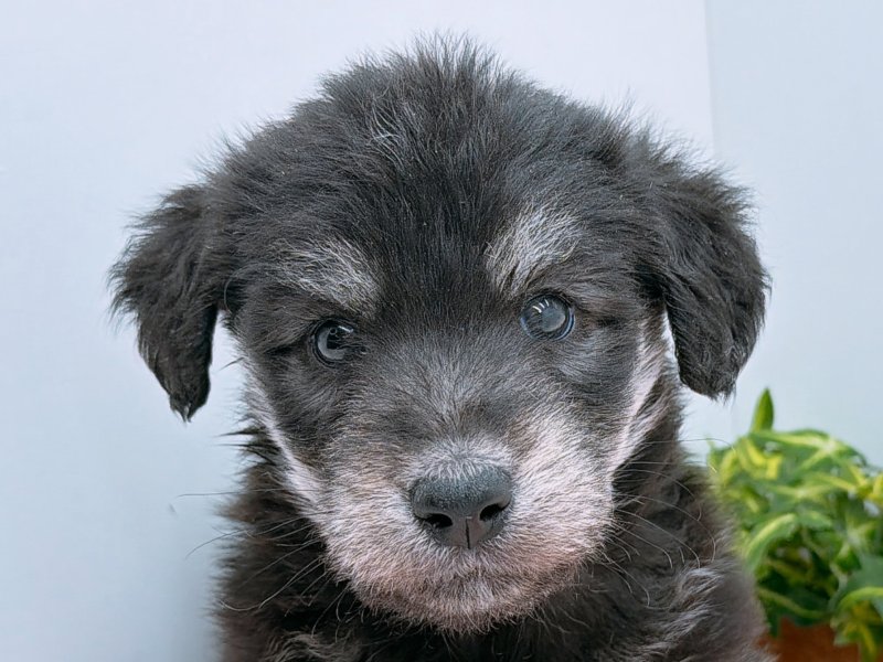 愛知県のハーフ犬・ミックス犬 (ワンラブペッツビレッジ アピタ木曽川店(FC)/2025年9月21日生まれ/男の子/ブラックホワイト)の子犬の1枚目の画像