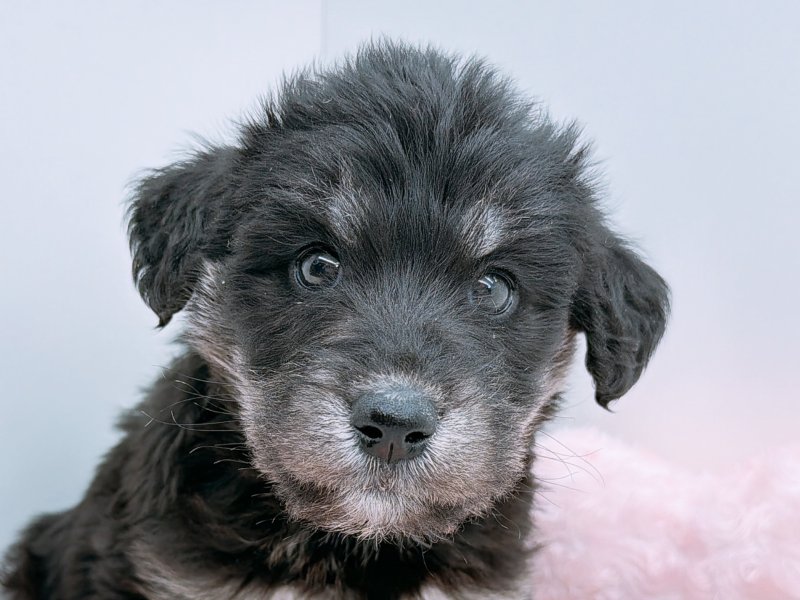 愛知県のハーフ犬・ミックス犬 (ワンラブカインズ小牧店(FC)/2025年9月21日生まれ/女の子/ブラックホワイト)の子犬の1枚目の画像