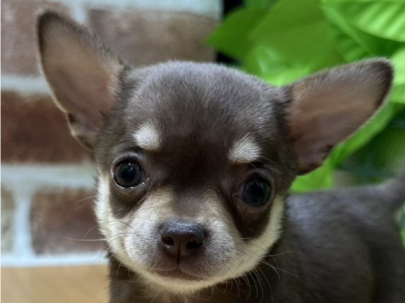 福島県のチワワ(ロング) (ワンラブカインズ白河モール店(FC)/2025年9月20日生まれ/男の子/チョコレートタン)の子犬の1枚目の画像