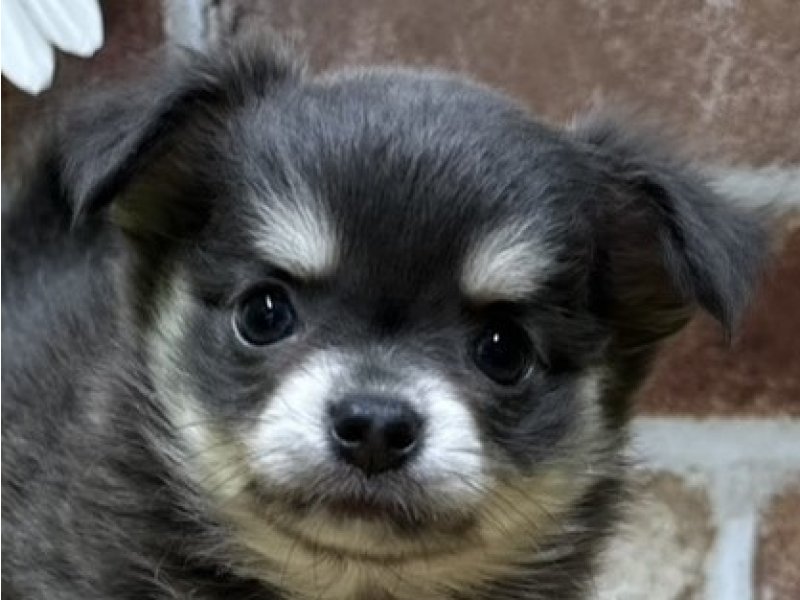 福島県のチワワ(ロング) (ワンラブカインズ白河モール店(FC)/2025年9月20日生まれ/女の子/ブルークリームホワイト)の子犬の1枚目の画像