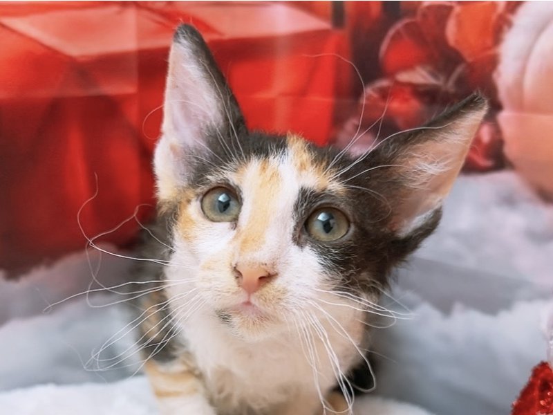 新潟県のコーニッシュレックス (ワンラブフレスポ赤道店(FC)/2025年9月20日生まれ/女の子/キャリコ)の子猫の1枚目の画像