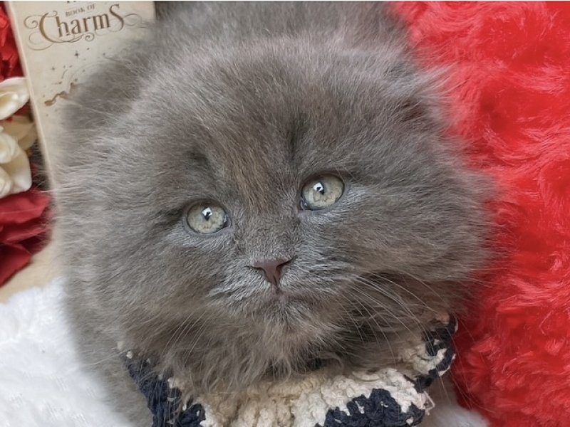 大阪府のフォールデックス (ワンラブカインズ太子店(FC)/2025年9月20日生まれ/男の子/ブルー)の子猫の1枚目の画像