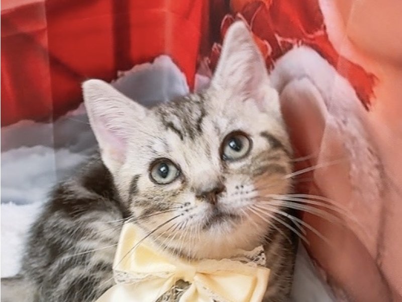愛知県のアメリカンショートヘアー (ワンラブカインズ豊田四郷店(FC)/2025年9月18日生まれ/男の子/シルバータビー)の子猫の1枚目の画像
