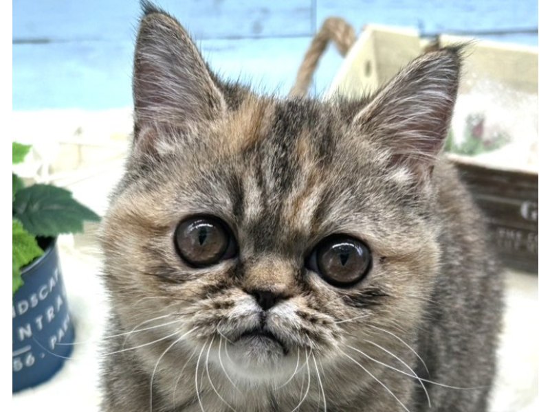 静岡県のエキゾチック (ワンラブカインズ藤枝店(FC)/2025年9月13日生まれ/女の子/ブラウンパッチドタビー)の子猫の1枚目の画像