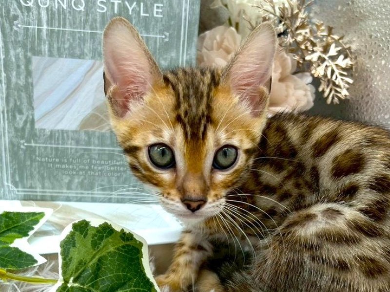静岡県のベンガル (ワンラブカインズ掛川店(FC)/2025年9月19日生まれ/女の子/ブラウンスポットタビー)の子猫の1枚目の画像