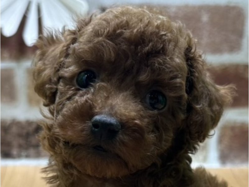 福島県のトイプードル(トイ) (ワンラブカインズ白河モール店(FC)/2025年9月27日生まれ/男の子/レッド)の子犬の1枚目の画像