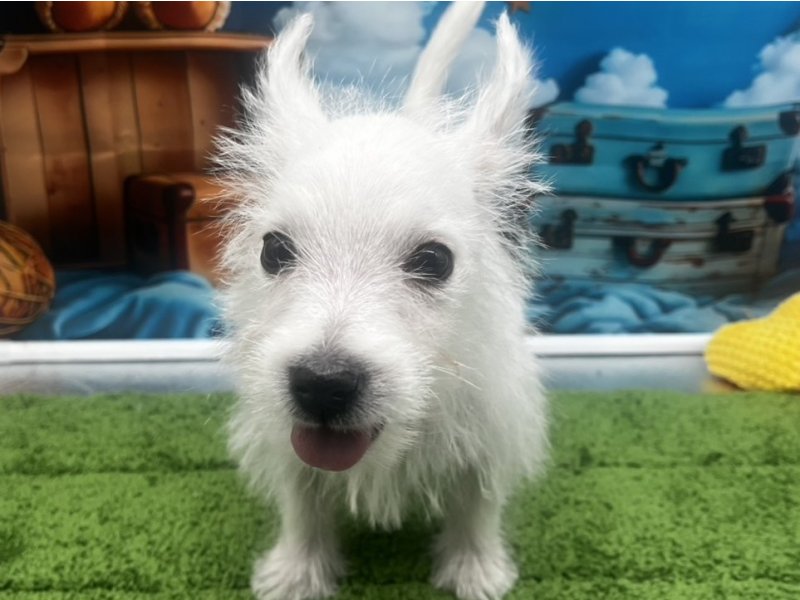 福岡県のウエストハイランドホワイトテリア (ワンラブﾎｰﾑﾜｲﾄﾞ ﾍﾟｯﾄ＆ｸﾞﾘｰﾝ和白店(FC)/2025年11月27日生まれ/男の子/ホワイト)の子犬の1枚目の画像