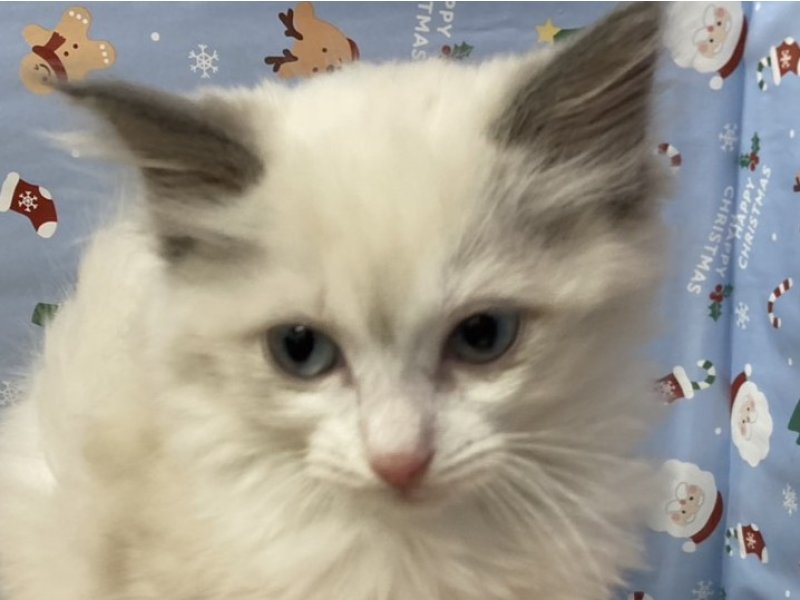 埼玉県のラグドール (ワンラブカインズ羽生店(FC)/2025年9月18日生まれ/女の子/ブルーポイントバイカラー)の子猫の1枚目の画像