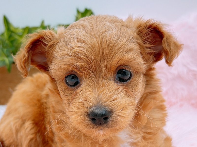 愛知県のチワプー/プーチー(チワワ×プードル) (ワンラブカインズ小牧店(FC)/2025年10月5日生まれ/男の子/レッド)の子犬の1枚目の画像