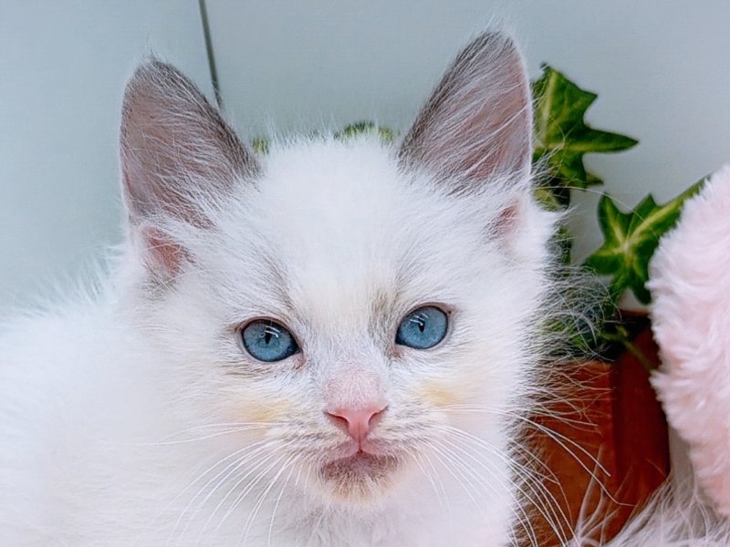 愛知県のラグドール (ワンラブペッツビレッジ アピタ木曽川店(FC)/2025年10月4日生まれ/男の子/ブルーポイントバイカラー)の子猫の1枚目の画像