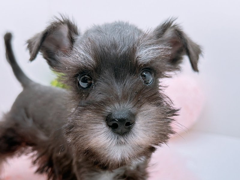 愛知県のミニチュアシュナウザー (ワンラブカインズ小牧店(FC)/2025年10月4日生まれ/女の子/ブラックシルバー)の子犬の1枚目の画像
