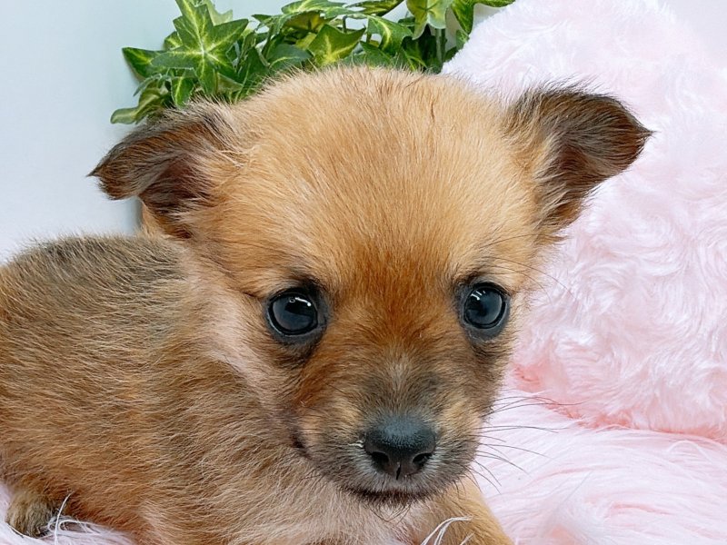 愛知県のﾐﾆﾋﾟﾝｽﾋﾟｯﾂ【ﾐﾆﾋﾟﾝ×ｽﾋﾟｯﾂ】 (ワンラブペッツビレッジ アピタ木曽川店(FC)/2025年9月27日生まれ/女の子/レッド)の子犬の1枚目の画像