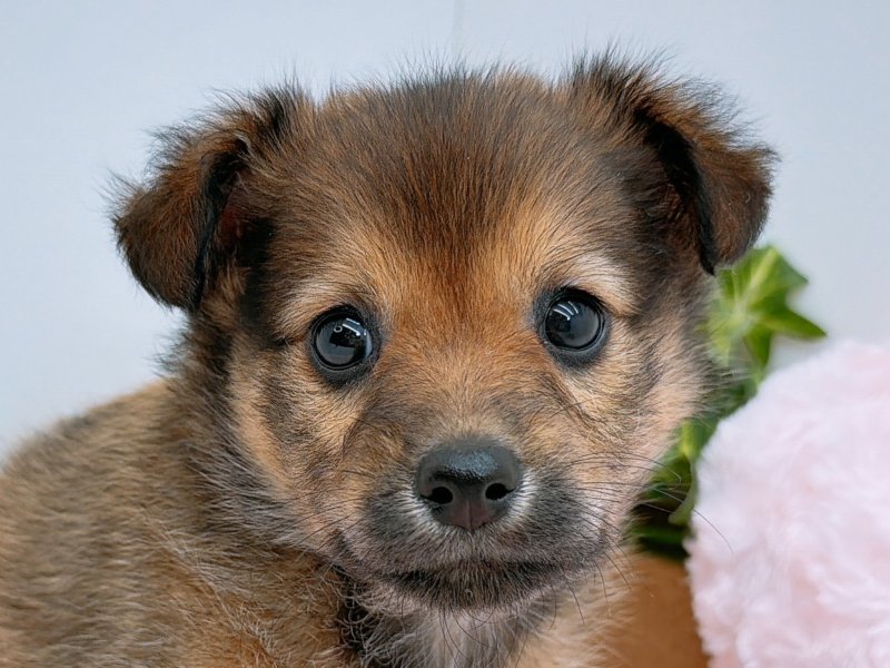 愛知県のﾐﾆﾋﾟﾝｽﾋﾟｯﾂ【ﾐﾆﾋﾟﾝ×ｽﾋﾟｯﾂ】 (ワンラブペッツビレッジ アピタ木曽川店(FC)/2025年9月27日生まれ/女の子/レッド)の子犬の1枚目の画像