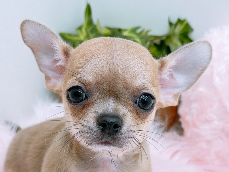 愛知県のチワワ(ロング) (ワンラブカインズ小牧店(FC)/2025年10月5日生まれ/男の子/ブルーフォーン)の子犬の1枚目の画像