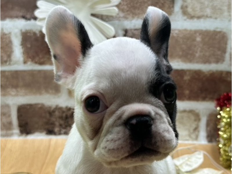 福島県のフレンチブルドッグ (ワンラブカインズ白河モール店(FC)/2025年9月28日生まれ/男の子/パイド)の子犬