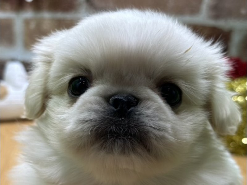 福島県のペキニーズ (ワンラブカインズ白河モール店(FC)/2025年10月5日生まれ/男の子/ホワイト)の子犬