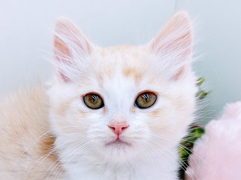 愛知県のラパーマ (ワンラブカインズ小牧店(FC)/2025年10月5日生まれ/女の子/レッドタビーホワイト)の子猫の1枚目の画像