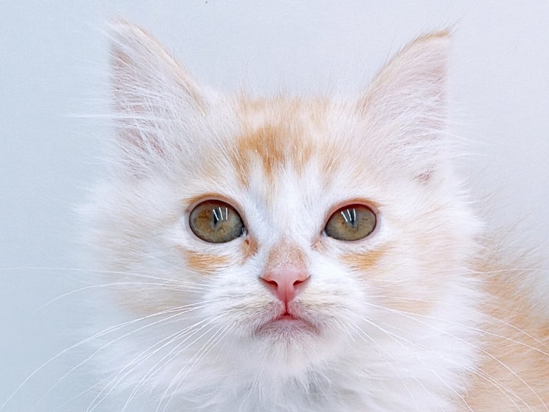 愛知県のラパーマ (ワンラブカインズ小牧店(FC)/2025年10月5日生まれ/女の子/レッドタビーホワイト)の子猫の1枚目の画像