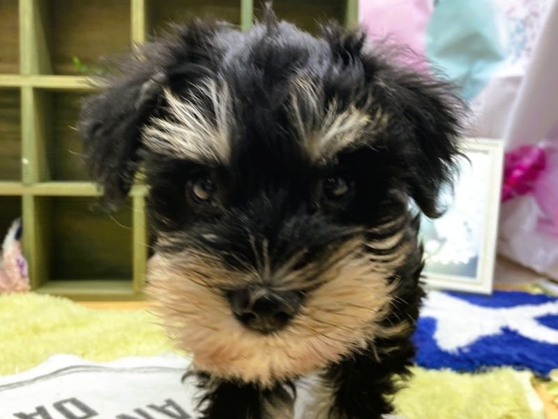 静岡県のミニチュアシュナウザー (ワンラブカインズ富士宮小泉店(FC)/2025年9月23日生まれ/女の子/ブラックシルバー)の子犬の1枚目の画像