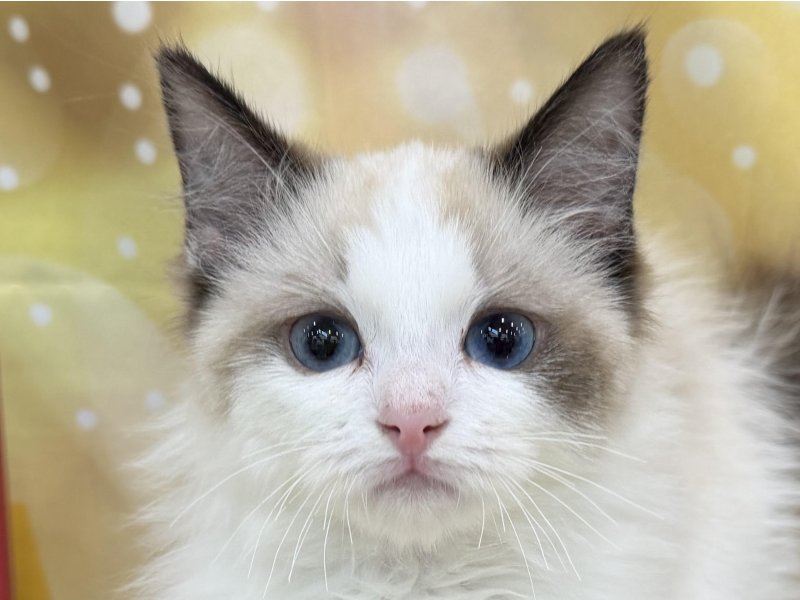 静岡県のラグドール (ワンラブカインズ清水店(FC)/2025年9月22日生まれ/男の子/シールポイントバイカラー)の子猫の1枚目の画像
