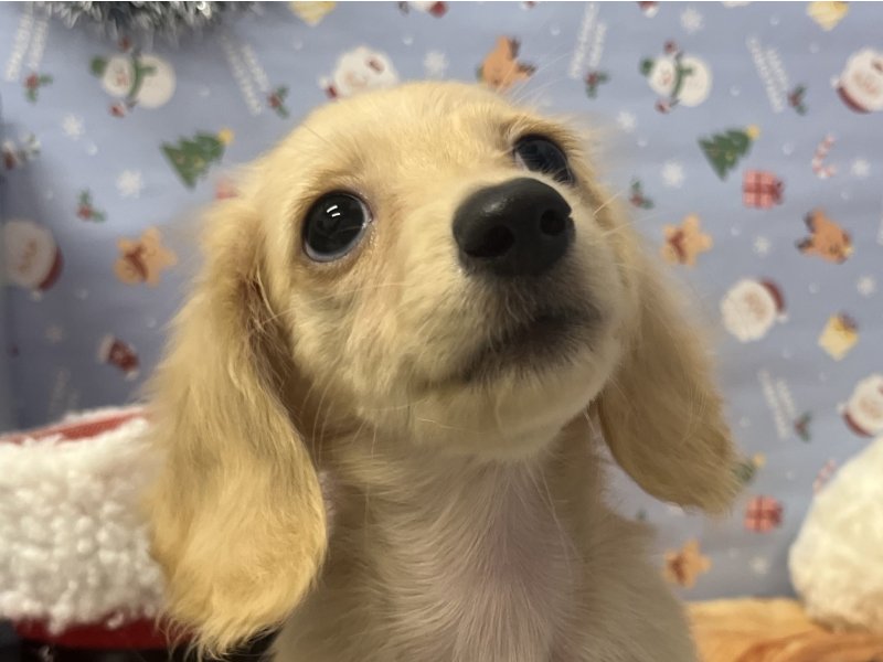 埼玉県のミニチュアダックスフンド(ロング) (ワンラブカインズ羽生店(FC)/2025年9月17日生まれ/女の子/イエロー)の子犬の1枚目の画像