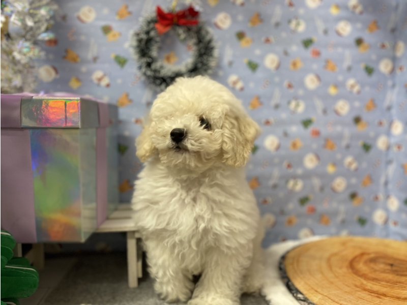 埼玉県のビションプー(ビションフリーゼ×プードル) (ワンラブカインズ羽生店(FC)/2025年9月16日生まれ/男の子/クリーム)の子犬の1枚目の画像