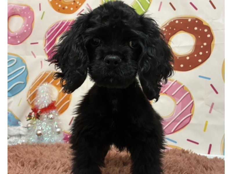 静岡県のアメリカンコッカースパニエル (ワンラブカインズ掛川店(FC)/2025年8月23日生まれ/男の子/ブラック)の子犬の1枚目の画像