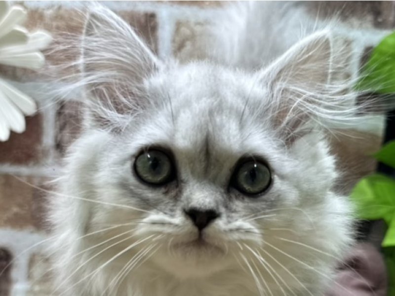 福島県のラガマフィン (ワンラブカインズ白河モール店(FC)/2025年9月10日生まれ/男の子/シルバー)の子猫の1枚目の画像