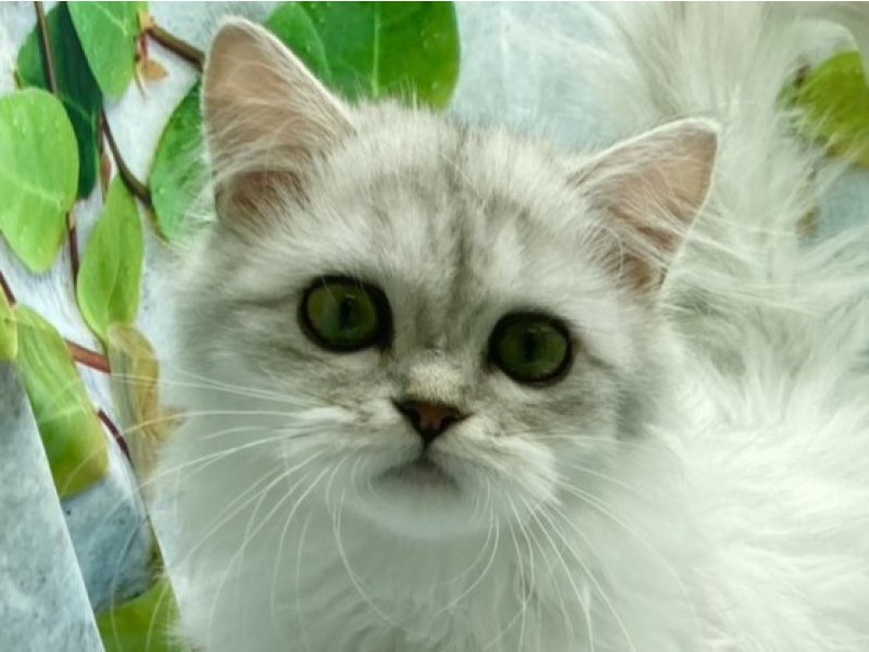 埼玉県のラガマフィン (ワンラブカインズ北本店(FC)/2025年9月10日生まれ/女の子/シルバー)の子猫の1枚目の画像