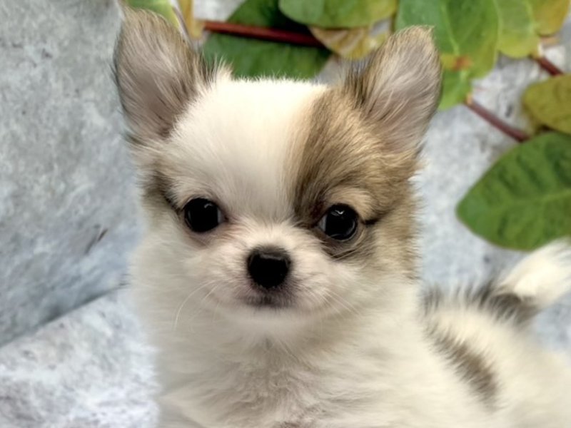 埼玉県のチワワ(ロング) (ワンラブカインズ北本店(FC)/2025年10月4日生まれ/女の子/レッドホワイト)の子犬の1枚目の画像