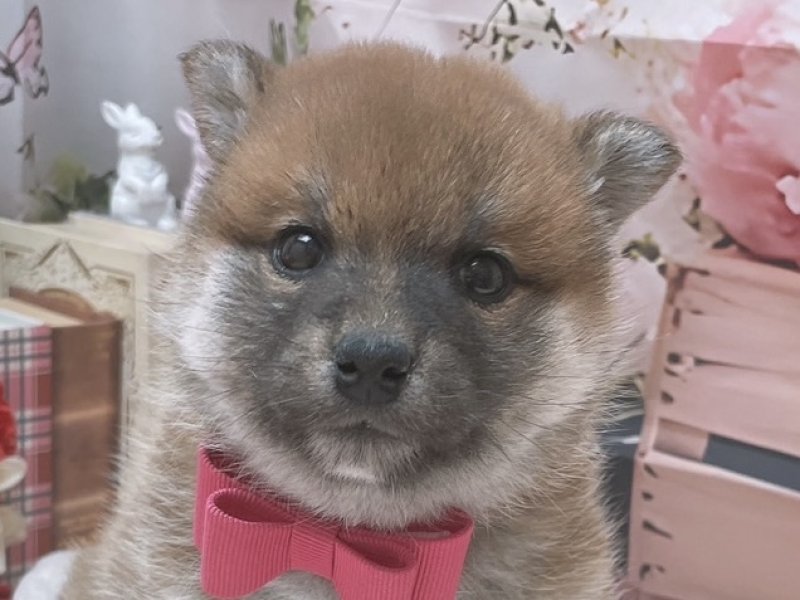 岐阜県の柴犬(標準サイズ) (ワンラブホームセンターバロー北方店(FC)/2025年10月11日生まれ/女の子/赤)の子犬の1枚目の画像