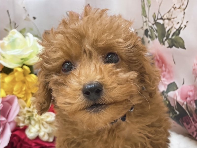 大阪府のトイプードル(トイ) (ワンラブカインズ太子店(FC)/2025年10月9日生まれ/男の子/レッド)の子犬の1枚目の画像