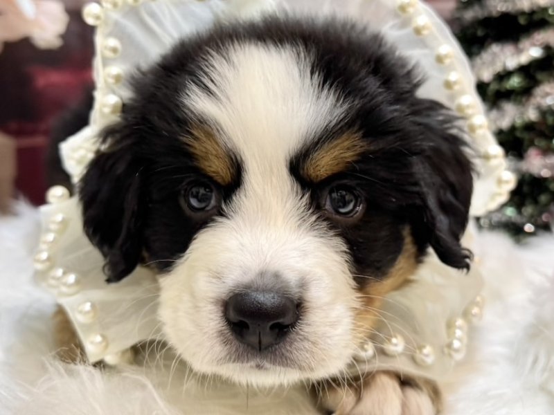 沖縄県のバーニーズマウンテンドッグ (ワンラブMEGAドン・キホーテ宜野湾店(FC)/2025年10月11日生まれ/男の子/ブラックラストホワイト)の子犬の1枚目の画像