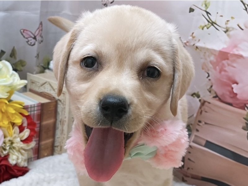 大阪府のラブラドールレトリーバー (ワンラブカインズ太子店(FC)/2025年10月9日生まれ/女の子/イエロー)の子犬の1枚目の画像