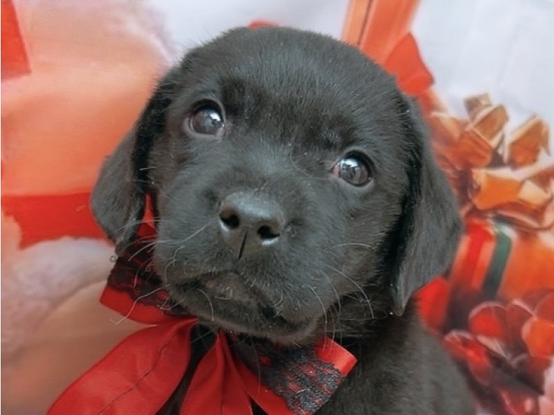 新潟県のラブラドールレトリーバー (ワンラブフレスポ赤道店(FC)/2025年10月9日生まれ/男の子/ブラック)の子犬の1枚目の画像