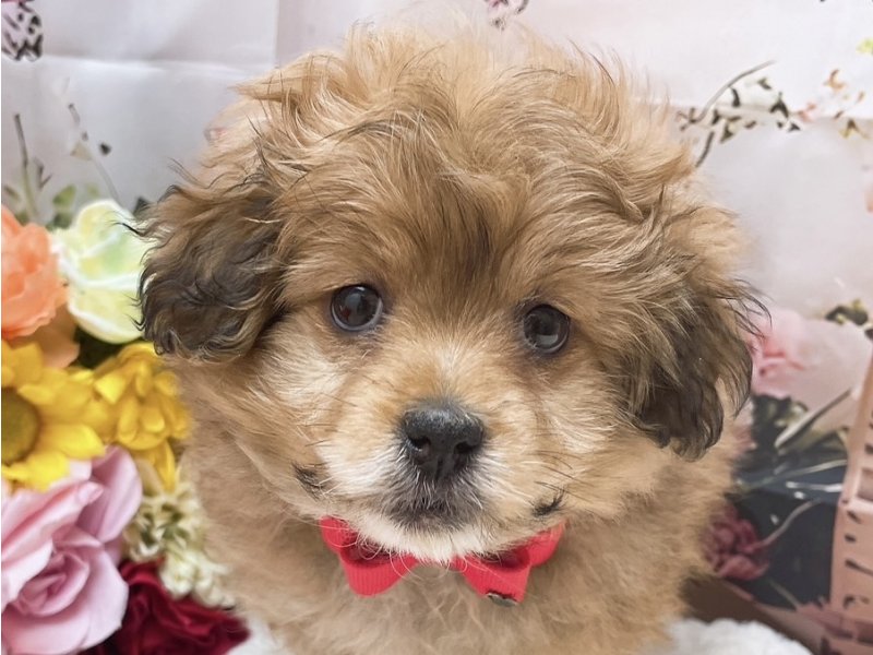 岐阜県のポメプー(ポメラニアン×プードル) (ワンラブペッツビレッジ アピタ北方店(FC)/2025年10月11日生まれ/女の子/オレンジ)の子犬の1枚目の画像