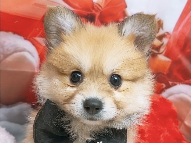 新潟県のポメコーギー(ポメラニアン×コーギー) (ワンラブフレスポ赤道店(FC)/2025年10月1日生まれ/男の子/セーブルホワイト)の子犬