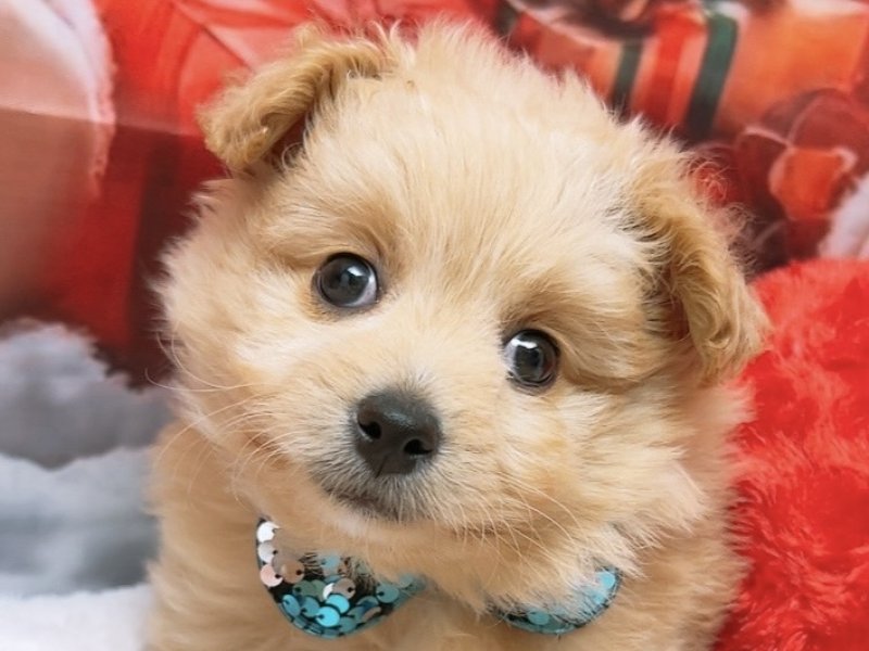 沖縄県のポメプー(ポメラニアン×プードル) (ワンラブカインズ糸満店(FC)/2025年10月3日生まれ/男の子/クリーム)の子犬の1枚目の画像