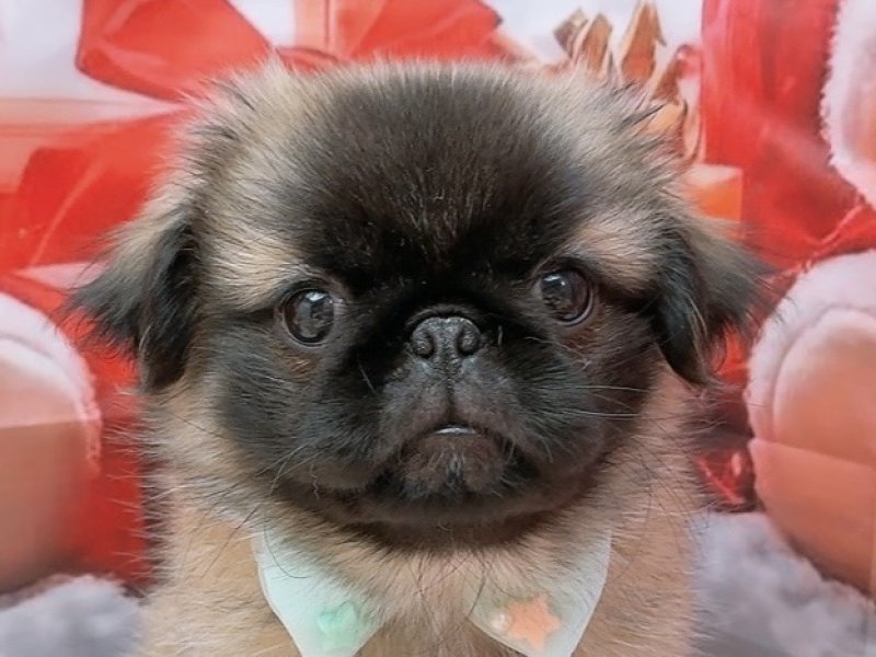 愛知県のペキパグ/パグペキ(ペキニーズ×パグ) (ワンラブカインズ豊田四郷店(FC)/2025年10月3日生まれ/男の子/フォーン)の子犬の1枚目の画像