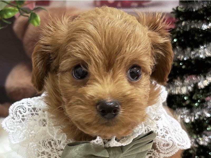 沖縄県のチワプー/プーチー(チワワ×プードル) (ワンラブMEGAドン・キホーテ宜野湾店(FC)/2025年10月12日生まれ/男の子/レッド)の子犬の1枚目の画像