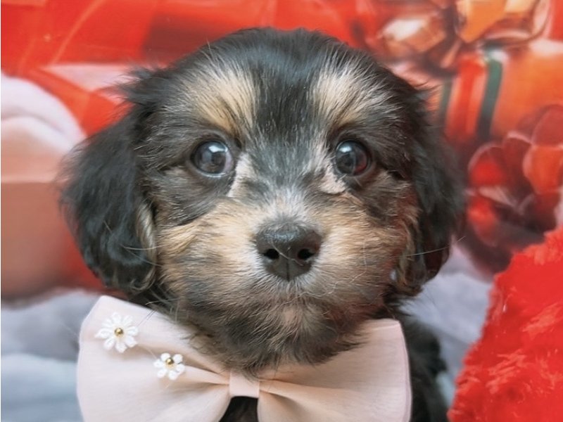 沖縄県のマルックス(マルチーズ×ダックス) (ワンラブカインズ糸満店(FC)/2025年10月10日生まれ/男の子/ブラックタン)の子犬の1枚目の画像