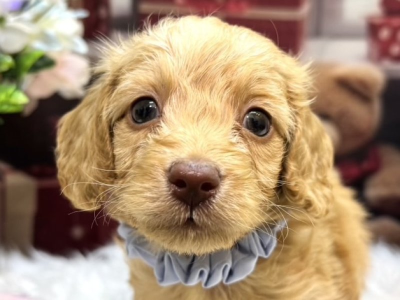 沖縄県のダップー(ダックス×プードル) (ワンラブMEGAドン・キホーテ宜野湾店(FC)/2025年10月12日生まれ/男の子/レッド)の子犬の1枚目の画像