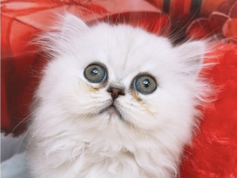 新潟県のペルシャ (ワンラブフレスポ赤道店(FC)/2025年10月8日生まれ/男の子/チンチラシルバー)の子猫