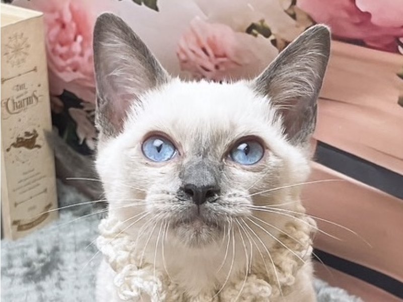 岐阜県のスノーシュー (ワンラブペッツビレッジ アピタ北方店(FC)/2025年10月12日生まれ/男の子/ブルーポイントミテッド)の子猫の1枚目の画像