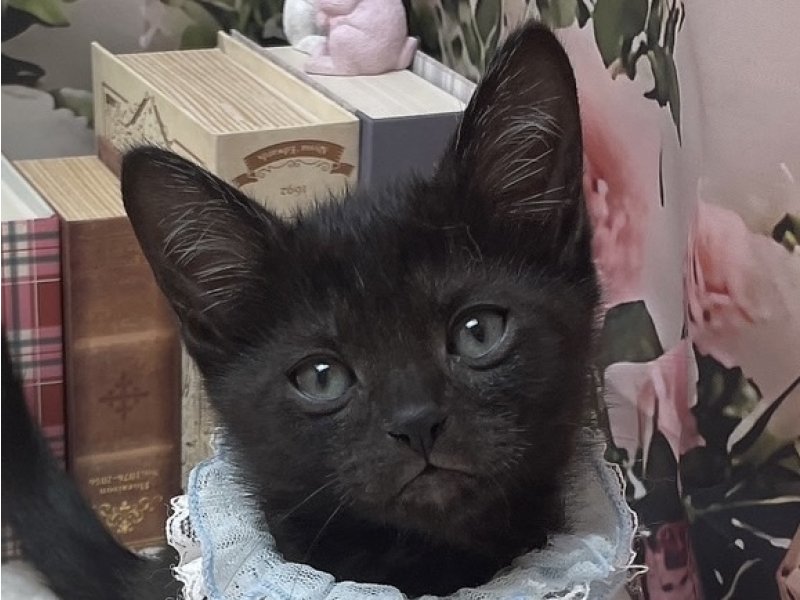 岐阜県のボンベイ (ワンラブホームセンターバロー北方店(FC)/2025年10月10日生まれ/男の子/ブラック)の子猫の1枚目の画像